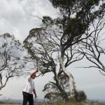 yrtleford - Avventura con il 4x4 sul mt. buffalo national park.